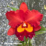 Орхидея ринхолелиокаттлея RLC. PHET PHAITOON