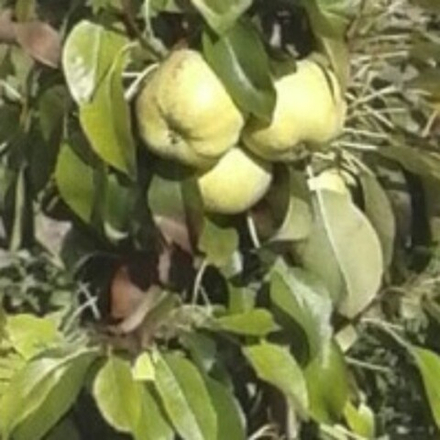 Груша колоновидная Г-3 (зимняя Богатырь) (2-летка) ОКС