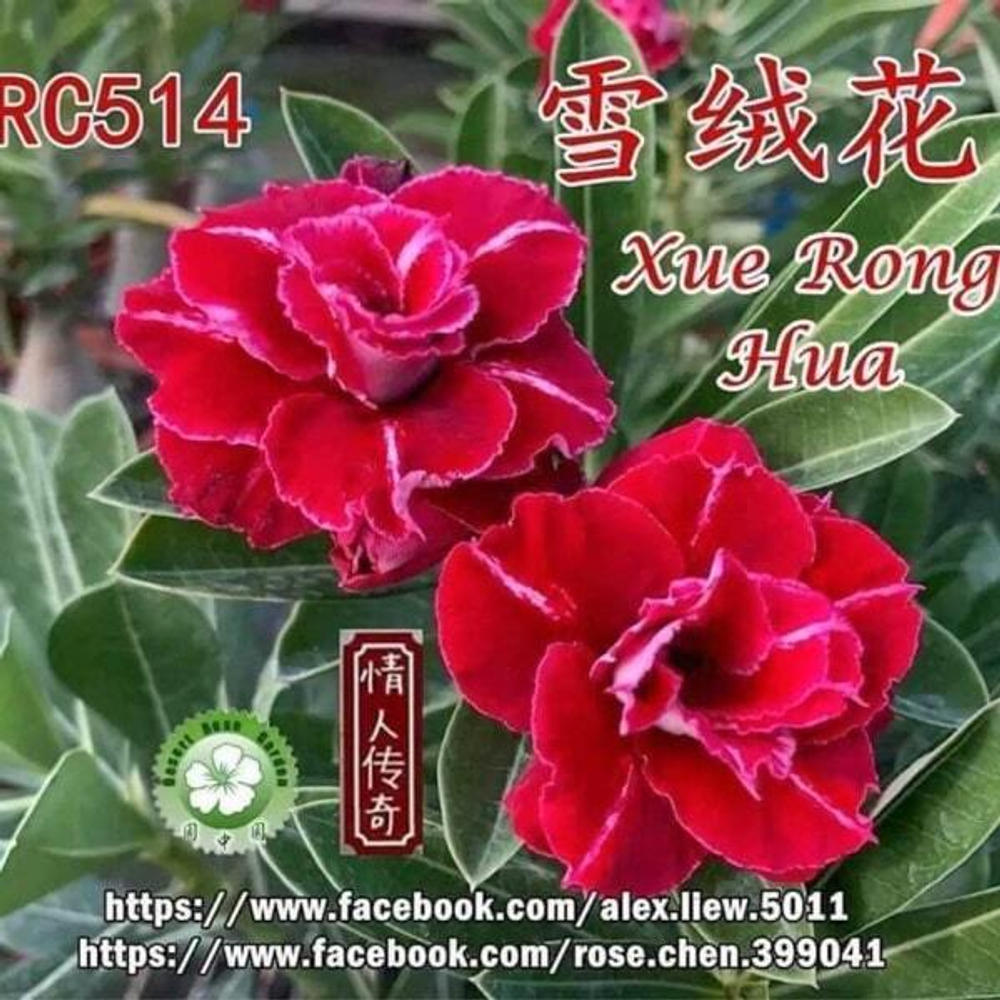 Адениум XUE RONG HUA