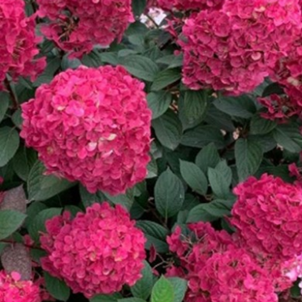 Самарская Лидия «Samarskya Lydia» С3