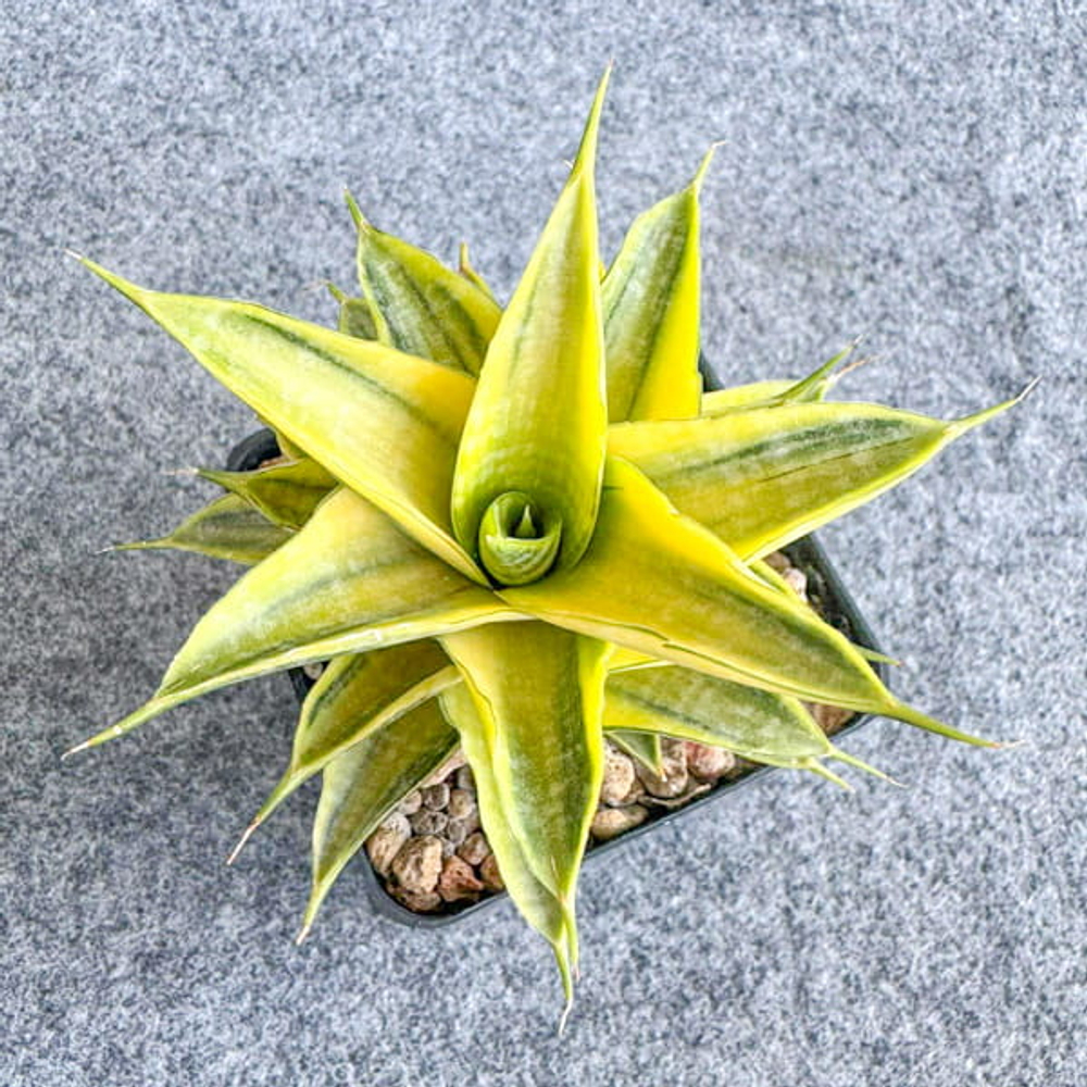 Сансевиерия SINDORO VAR