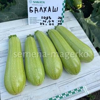 Кабачок Балхаш F1  1000 (семян)