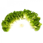 Аквино семена салата дуболистного (Rijk Zwaan / Райк Цваан)