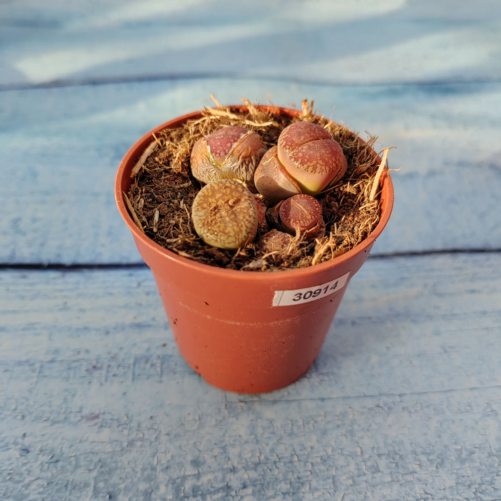 Lithops sp. (Литопсы)
