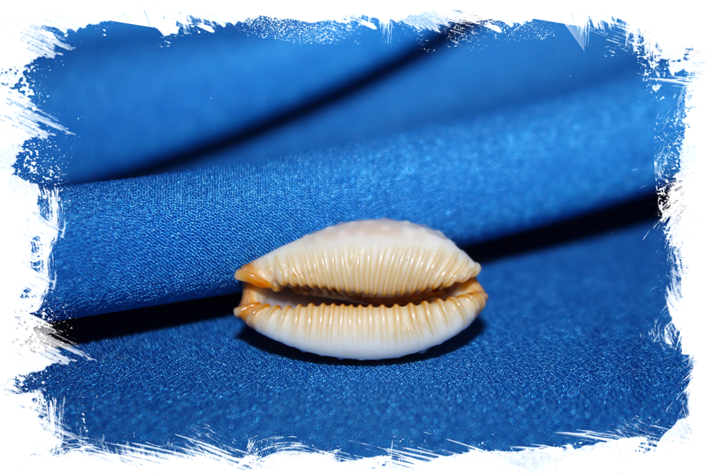 Ципрея лимацина (Cyprea limacina)