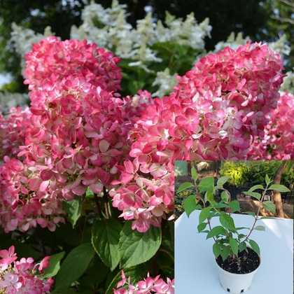 Гортензия метельчатая Пинк Даймонд