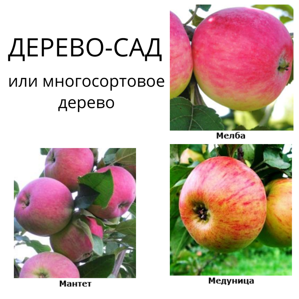 Дерево-сад яблоня Мельба+Мантет+Медуница