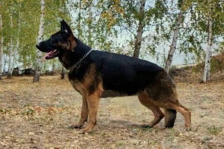 Туадаш АГАТА