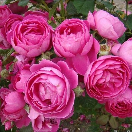 Император Карл Iv (Empereur Charles Iv)