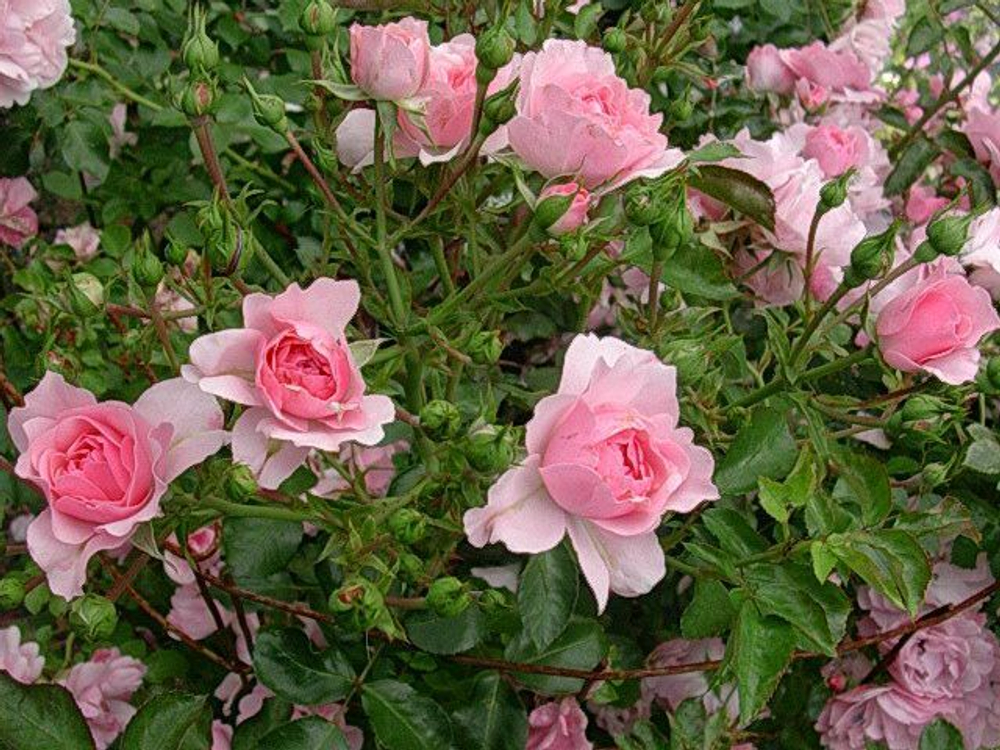 Роза канадская Ламберт Клосс С4 Закупка М43 июнь 2026