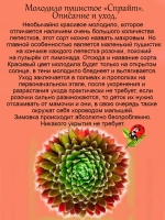 Молодило Спрайт пушистое двухцветное