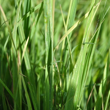 Молиния тростниковая "Transparent". Molinia caerulea ssp. arundinacea "Transparent".