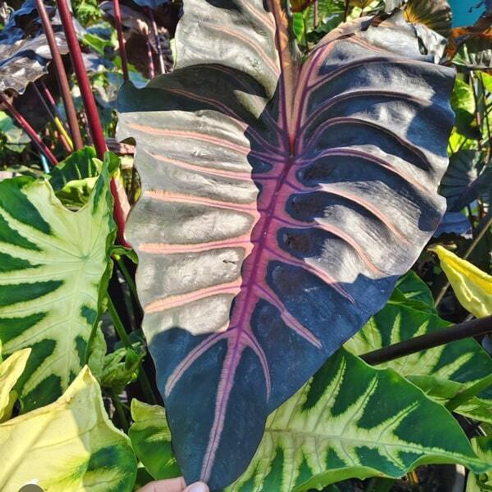 Колоказия GRAIL OF BLOOD