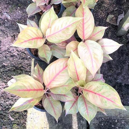 Аглаонема ROBERT