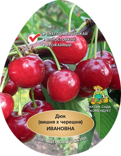 Вишня дюк Ивановна С5 Закупка М69 июнь 2026