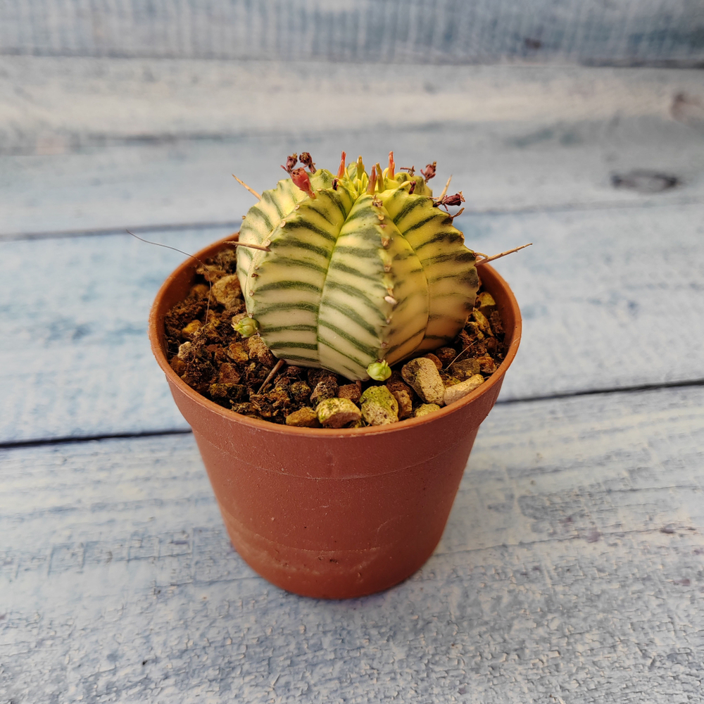 Euphorbia meloformis f. Variegated (Эуфорбия вариегатная)