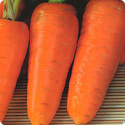 Шарлотта семена моркови курода/шантане (Гавриш)