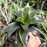 Сансевиерия MIDNIGHT SHINE DWARF