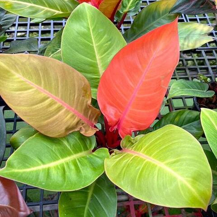 Филодендрон PRINCE OF ORANGE