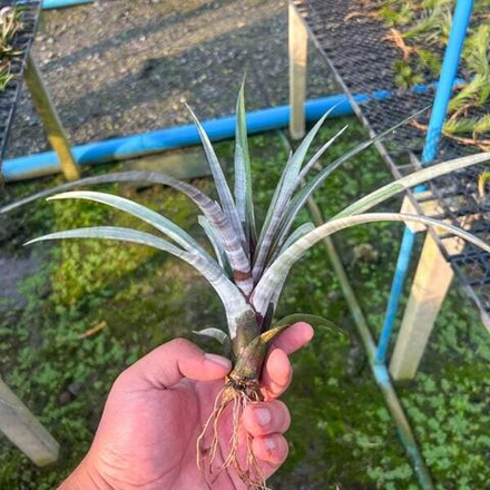 Тилландсия hildae