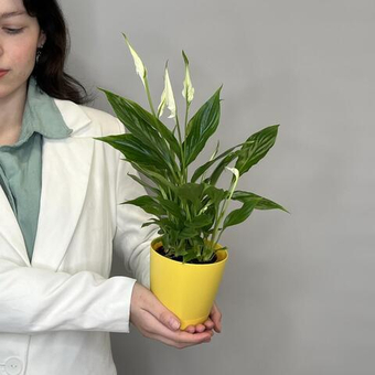 Спатифиллум