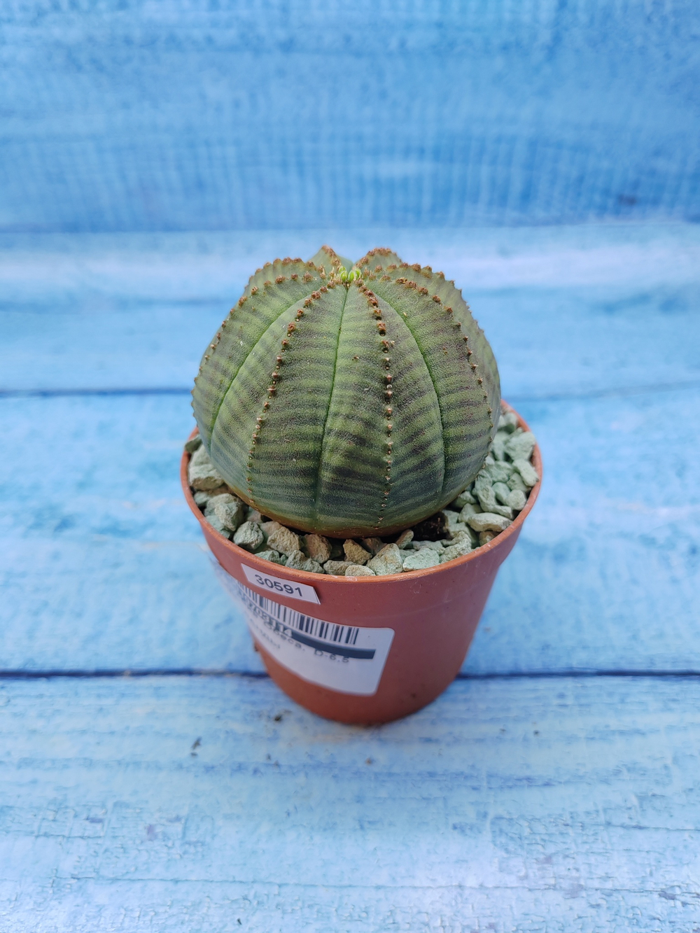 Euphorbia Obesa (Эуфорбия)