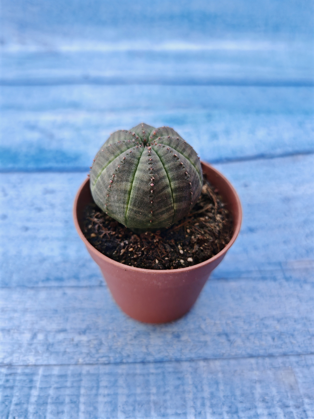 Euphorbia Obesa (Эуфорбия)