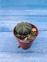 Euphoria Obesa (Эуфорбия)