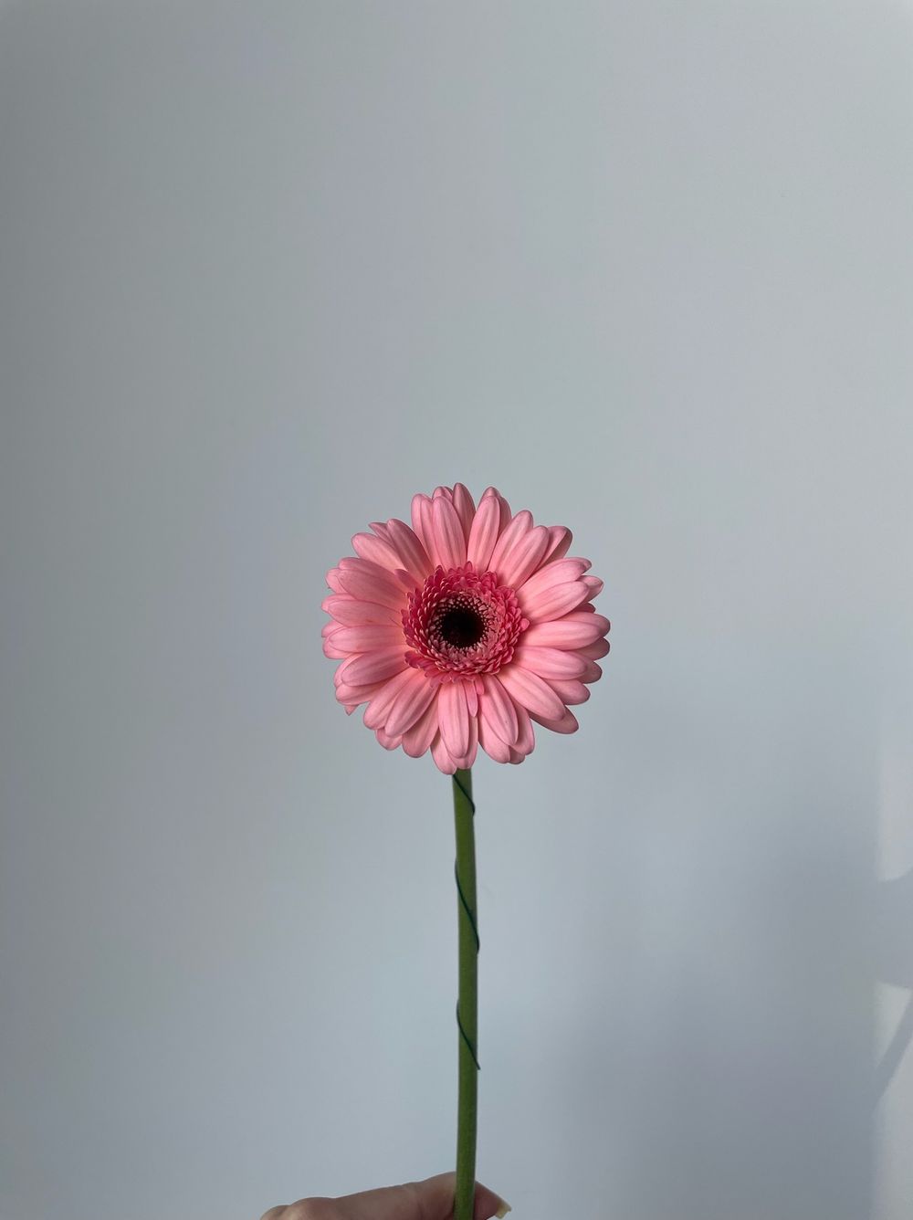 Гербера в нежно-розовом оттенке
