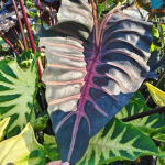 Колоказия GRAIL OF BLOOD