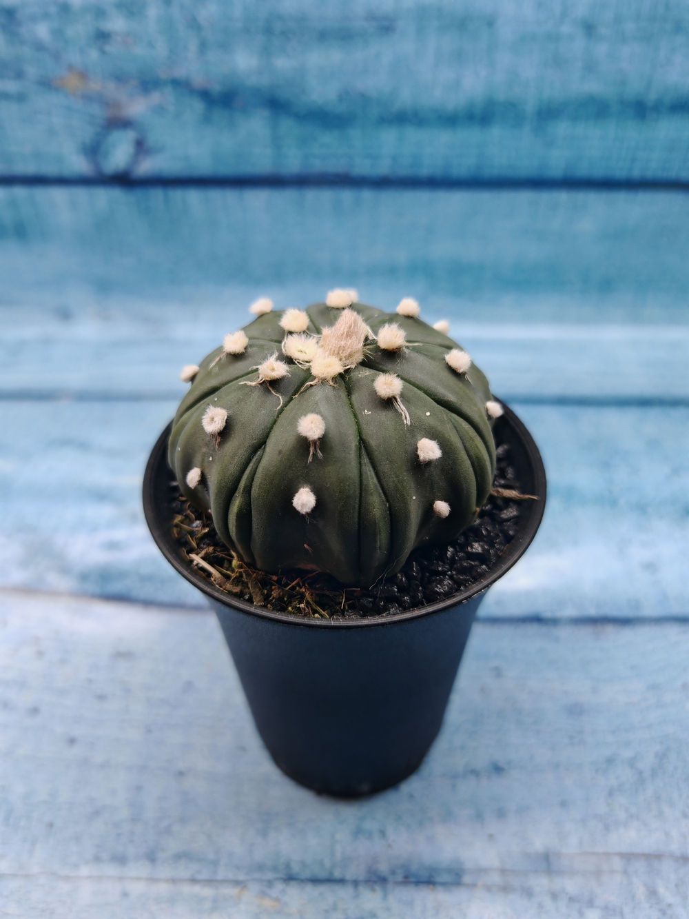 Astrophytum Asterias (Астрофитум)
