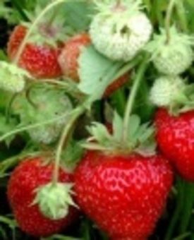 Ремонтантная земляника : урожай все лето