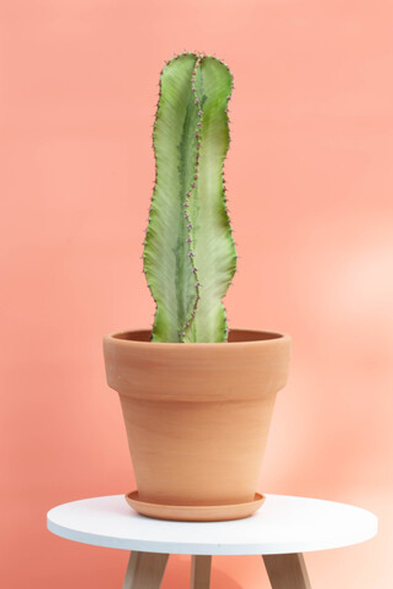 Эуфорбия Ингенс в терракоте