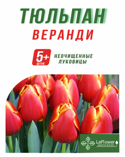 Тюльпан Луковица, Веранди, 5+ шт
