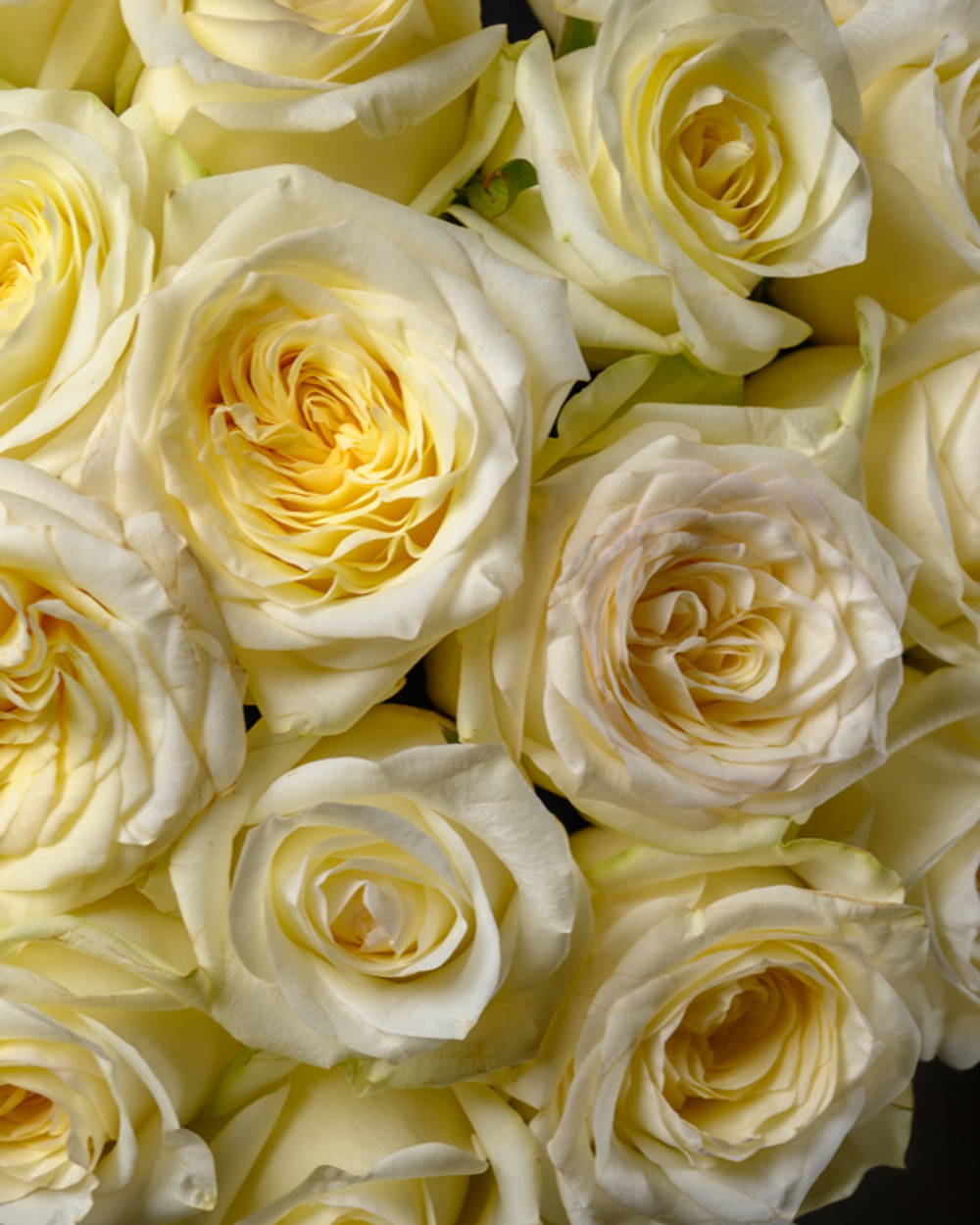 Монобукет кремовый *