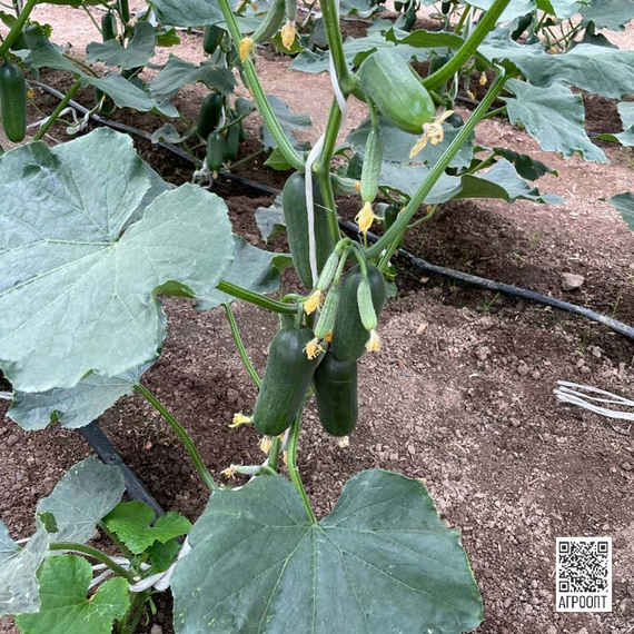 Кваял F1 семена огурца партенокарпического (Rijk Zwaan/Райк Цваан) культура – фото 3