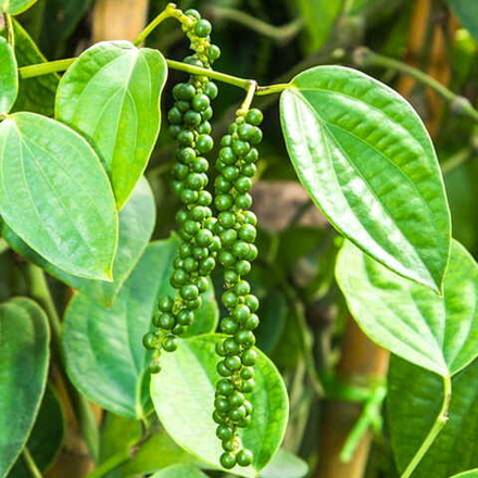 Перец черный – Piper nigrum