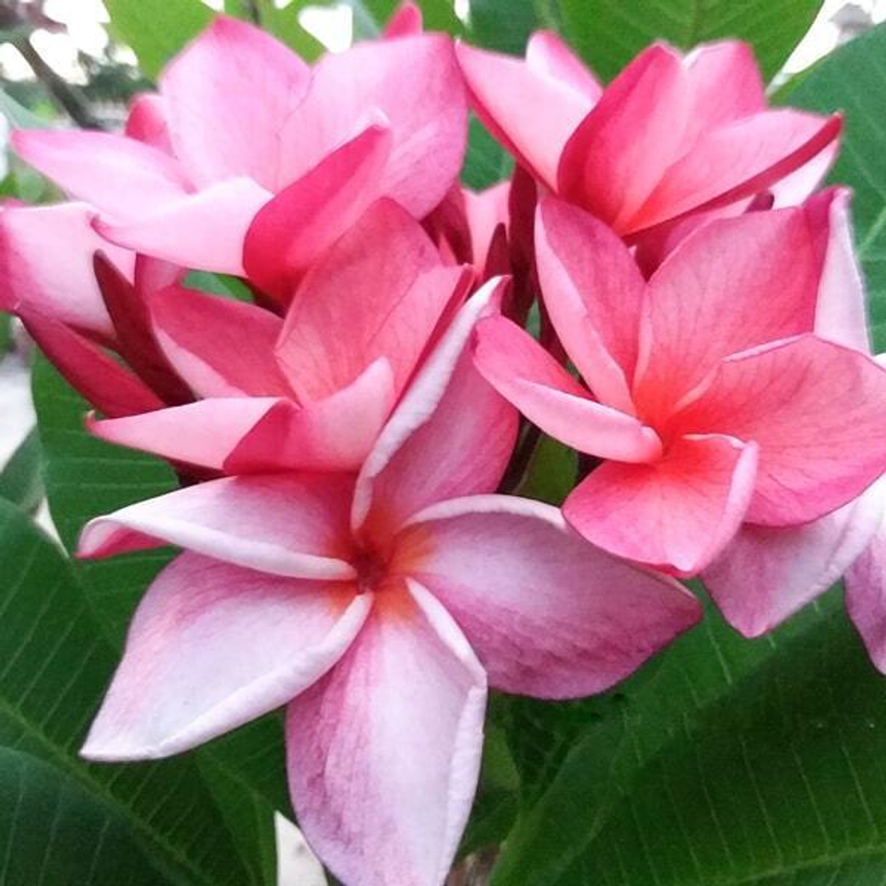 Плюмерия GRED GAEW