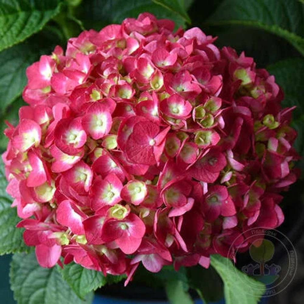 Endless Summer Love Red / «Бесконечное лето» Р7