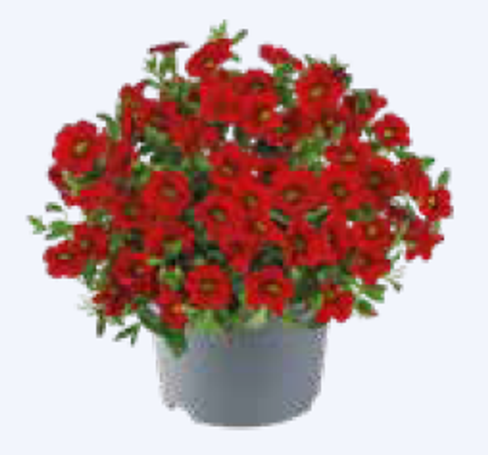 ЕВРО Калибрахоа Cabaret Early Bright Red укорененный черенок ОКС февраль 26 Florensis