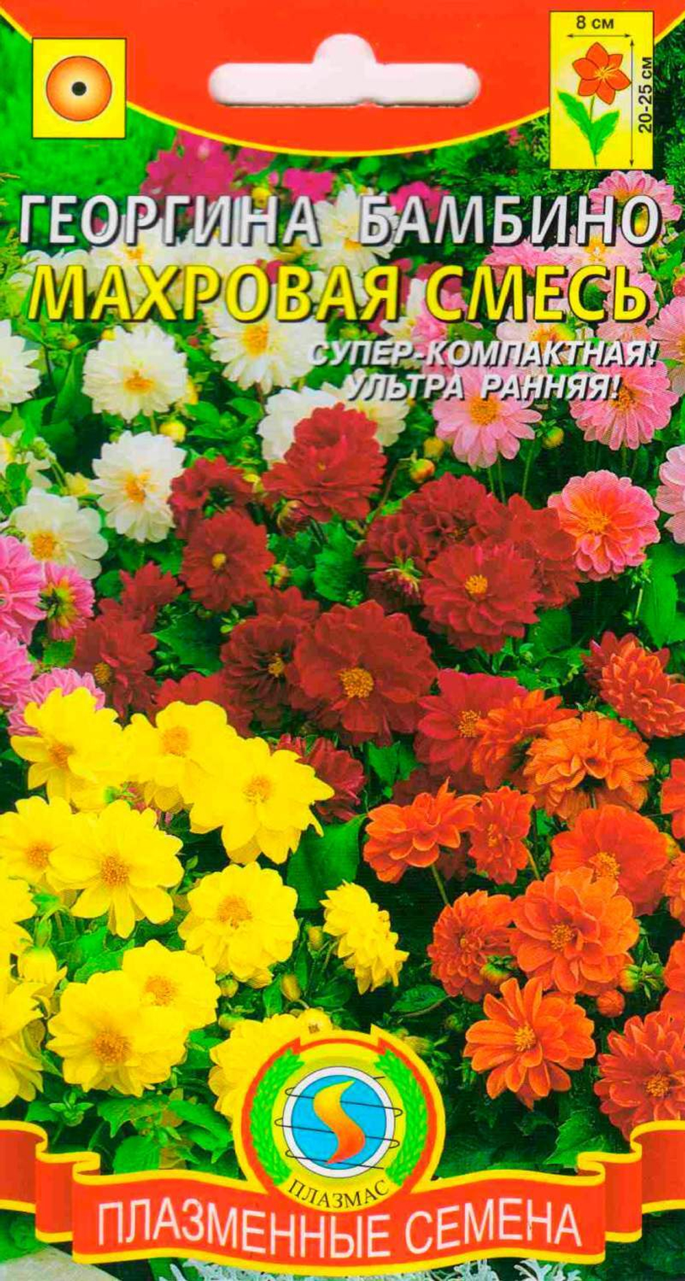 Георгина Бамбино махровая см