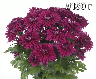 САЖЕНЦЫ ХРИЗАНТЕМЫ ГОРШЕЧНАЯ № 130 КРИСТАЛЛ ПУРПЛ