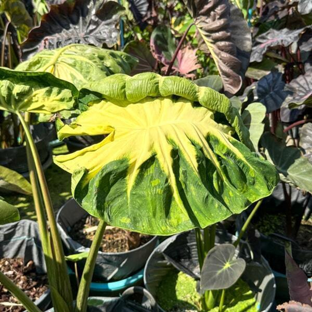 Колоказия STAR FISH