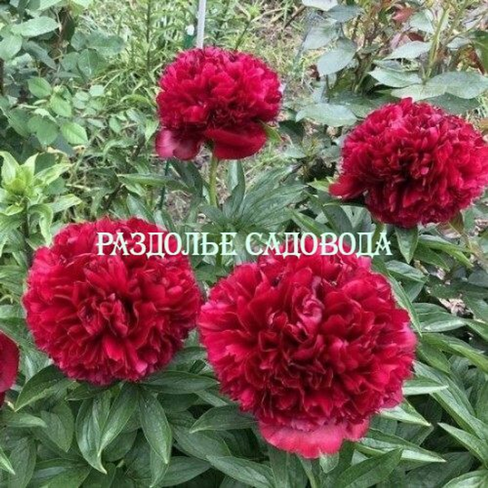 Пион травянистый Ред Грейс