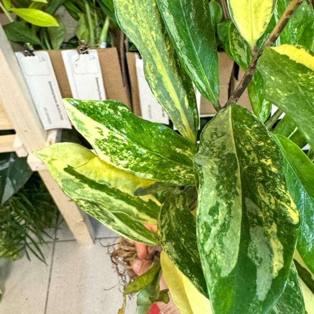 Замиокулькас BORAN VAR