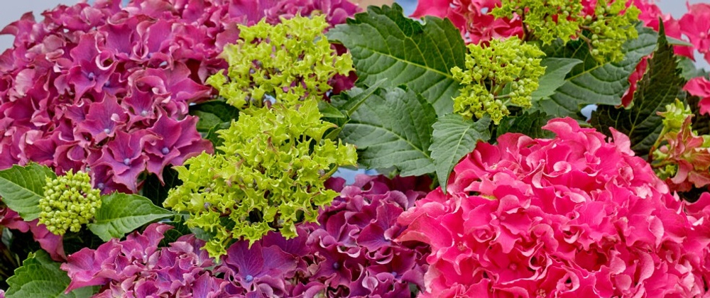 Surfing Safari mix (Сёрфинг Сафари mix) НОВИНКА!