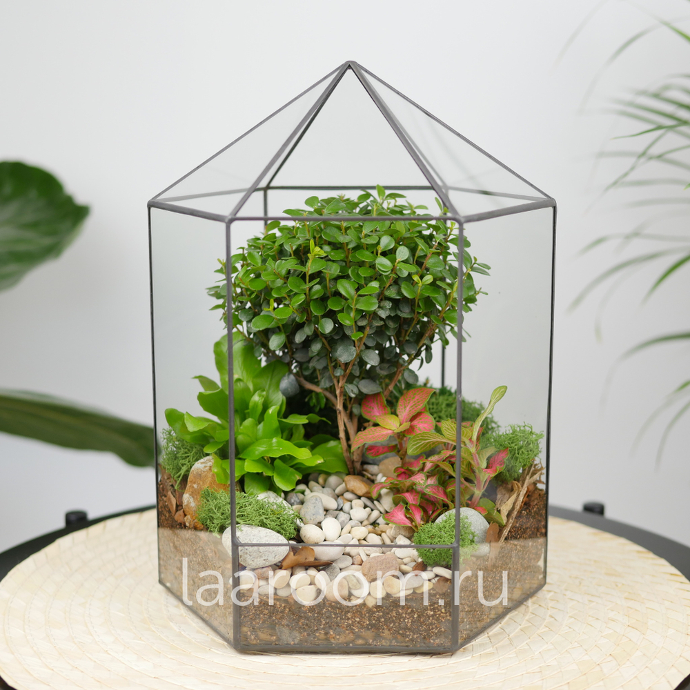 Готовый флорариум бонсай Мирсина Хижина