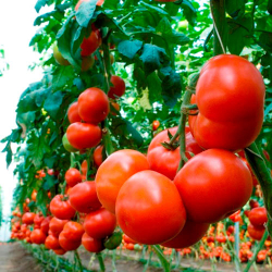 томат Махитос F1