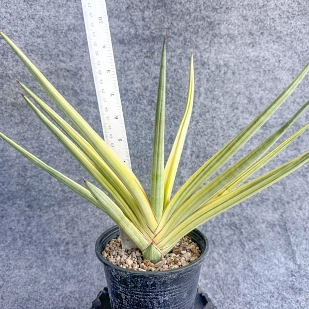 Сансевиерия ROYAL CROWN VAR s.L