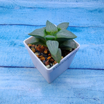 Haworthia Comptoniana Hybride hybrid (Хавортия)